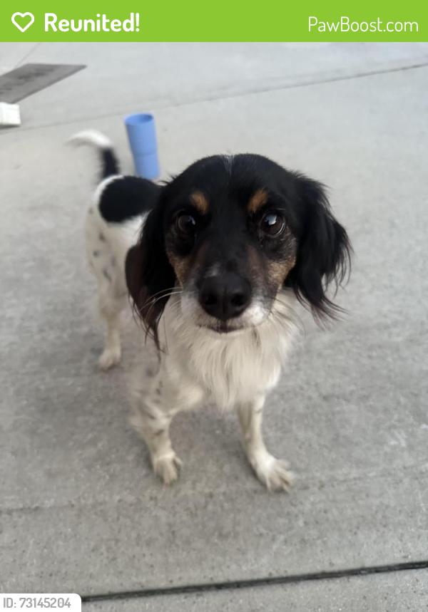 Reunited Male Dog last seen 73rd St and S Homan Ave, Chicago, IL 60629