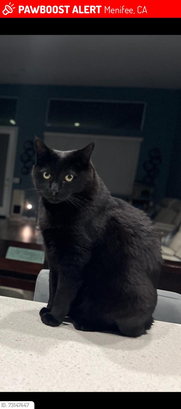 Lost Male Cat last seen Saddlehorn Way, RattleDance Way, WildView Rd, Menifee, CA 92584