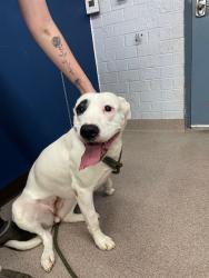 Shelter Stray Female Dog last seen DRAX DOG CAMP, 1601 Airport Rd, Shelby, NC 28150, USA