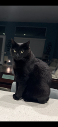 Lost Male Cat last seen Saddlehorn Way, RattleDance Way, WildView Rd, Menifee, CA 92584