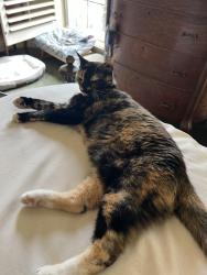 Reunited Female Cat last seen Coronado and Stonebridge, McKinney, TX 75072