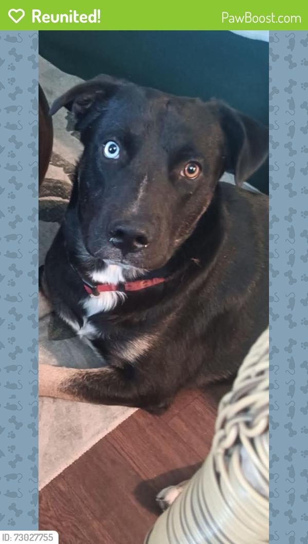 Reunited Male Dog last seen shannon & palmyra, Flowing Wells, AZ 85705