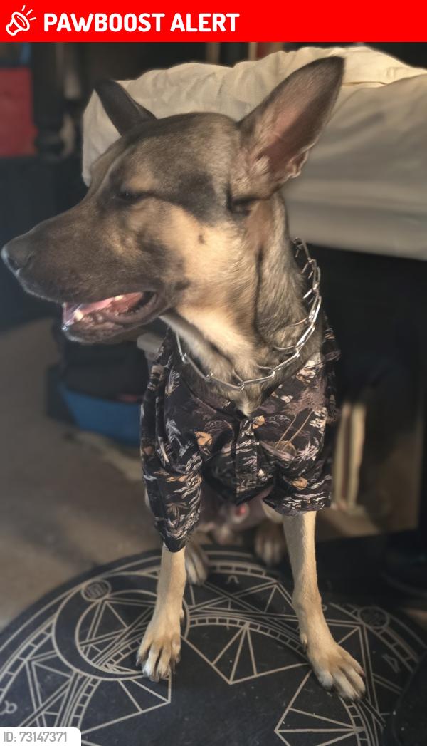 Lost Male Dog last seen 6th and Amaila st, East Los Angeles, CA 90022