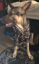 Lost Male Dog last seen 6th and Amaila st, East Los Angeles, CA 90022
