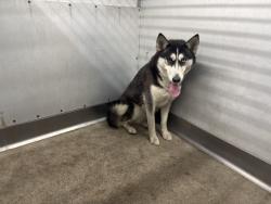 Shelter Stray Female Dog last seen Near BLOCK CORONADO PL, 333 Chandler Pl, San Bernardino, CA 92408, USA