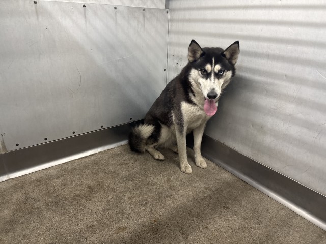Shelter Stray Female Dog last seen Near BLOCK CORONADO PL, 333 Chandler Pl, San Bernardino, CA 92408, USA