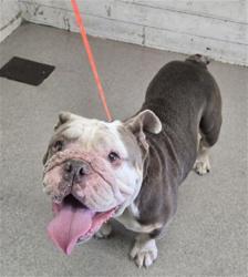 Shelter Stray Female Dog last seen , 333 Chandler Pl, San Bernardino, CA 92408, USA