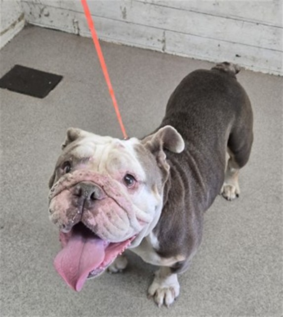 Shelter Stray Female Dog last seen , 333 Chandler Pl, San Bernardino, CA 92408, USA
