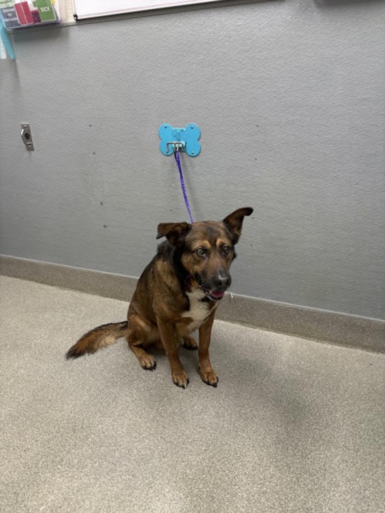 Shelter Stray Male Dog last seen Near BLOCK BOULDER HWY, LAS VEGAS NV 89121, 655 N Mojave Rd, Las Vegas, NV 89101, USA