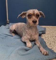 Shelter Stray Female Dog last seen Near BLOCK W 7 MILE RD, DETROIT MI 48235, 7401 Chrysler Dr, Detroit, MI 48211, USA