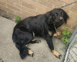Shelter Stray Female Dog last seen Near BLOCK ALDERTON ST, DETROIT, MI 48219, 7401 Chrysler Dr, Detroit, MI 48211, USA