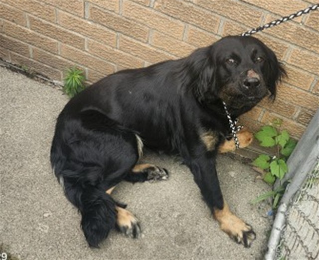 Shelter Stray Female Dog last seen Near BLOCK ALDERTON ST, DETROIT, MI 48219, 7401 Chrysler Dr, Detroit, MI 48211, USA
