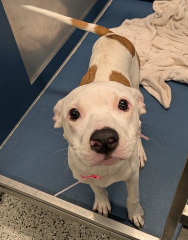 Shelter Stray Female Dog last seen Near BLOCK OLDTOWN ST, DETROIT, MI 48224, 7401 Chrysler Dr, Detroit, MI 48211, USA