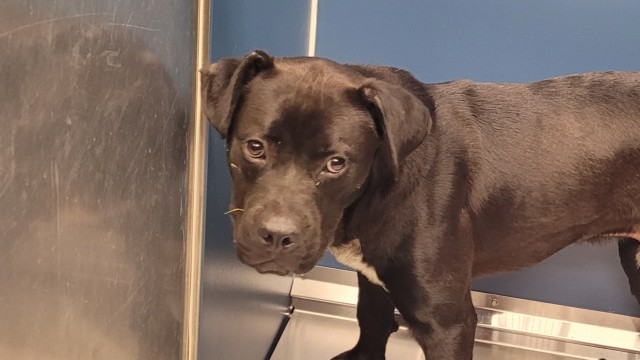 Shelter Stray Male Dog last seen Near BLOCK PENROD ST, DETROIT, MI 48223, 7401 Chrysler Dr, Detroit, MI 48211, USA