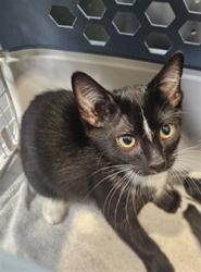 Shelter Stray Male Cat last seen , 3201 Lacy St, Los Angeles, CA 90031, USA
