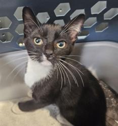 Shelter Stray Male Cat last seen , 3201 Lacy St, Los Angeles, CA 90031, USA