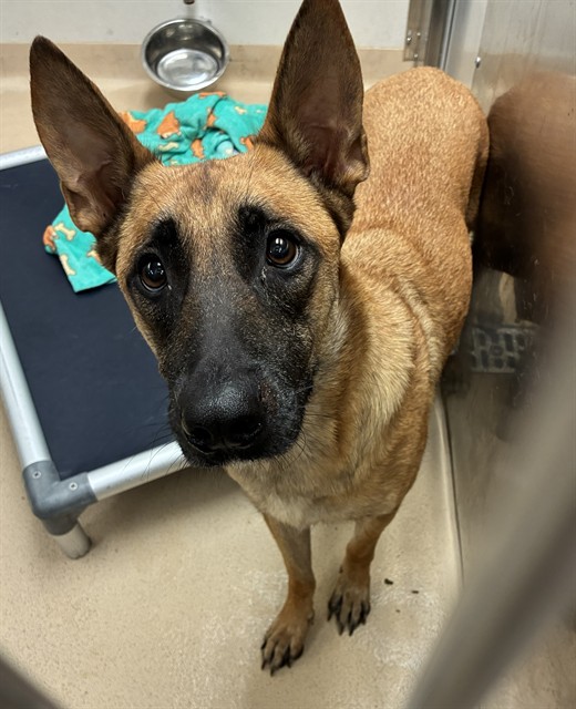 Shelter Stray Female Dog last seen BOBB AVE,63114, 10521 Baur Blvd, Olivette, MO 63132, USA