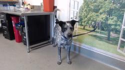 Shelter Stray Female Dog last seen , 1419 Bryant St, San Francisco, CA 94103, USA