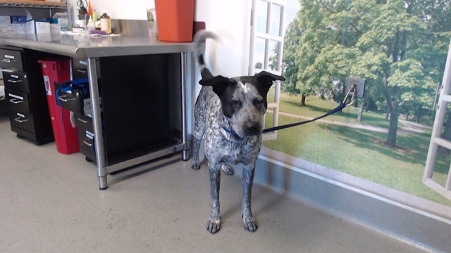 Shelter Stray Female Dog last seen , 1419 Bryant St, San Francisco, CA 94103, USA