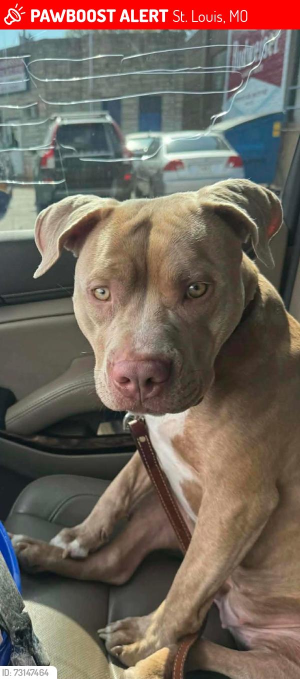 Lost Female Dog last seen Pear tree inn downtown, St. Louis, MO 63103