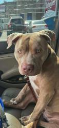 Lost Female Dog last seen Pear tree inn downtown, St. Louis, MO 63103