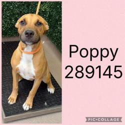 Shelter Stray Female Dog last seen INGLESIDE AVE, 4214 Fulton Mill Rd, Macon, GA 31216, USA