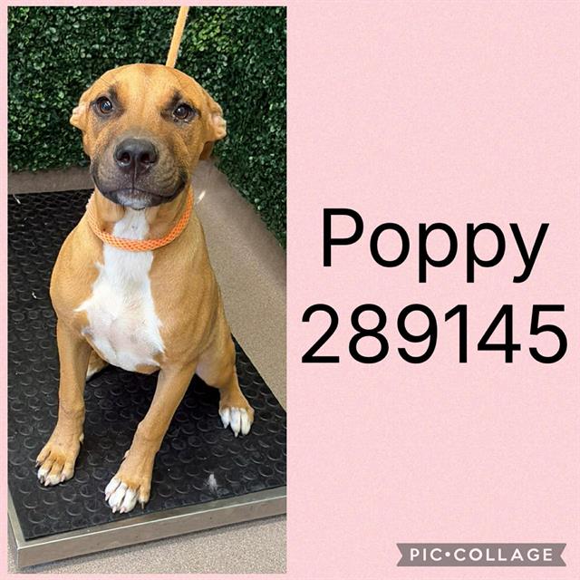 Shelter Stray Female Dog last seen INGLESIDE AVE, 4214 Fulton Mill Rd, Macon, GA 31216, USA