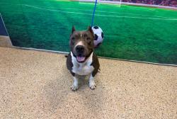 Shelter Stray Female Dog last seen Near BLOCK NW 5 AVE, 3599 NW 79th Ave, Doral, FL 33122, USA