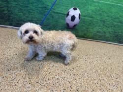 Shelter Stray Female Dog last seen Near BLOCK AVE NW 103 ST, 3599 NW 79th Ave, Doral, FL 33122, USA