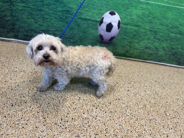 Shelter Stray Unknown Dog last seen Near BLOCK AVE NW 103 ST, 3599 NW 79th Ave, Doral, FL 33122, USA