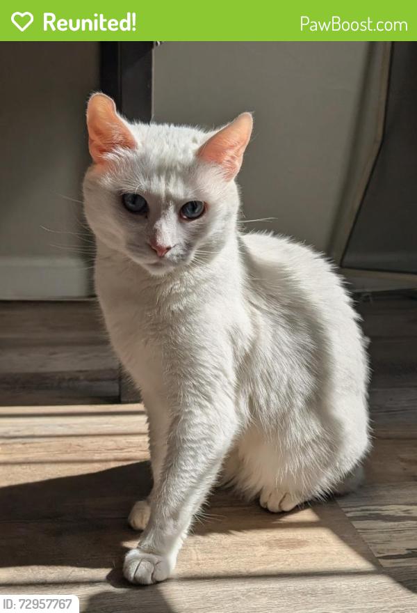 Reunited Female Cat last seen Kipling Village Aprtments, Wheat Ridge, CO 80033