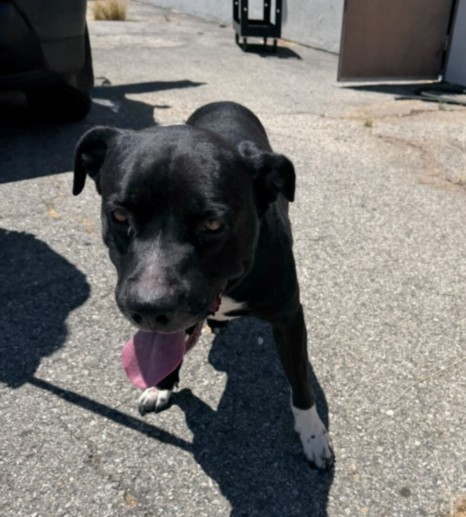 Shelter Stray Male Dog last seen , West Valley Animal Shelter, 20655 Plummer St, Chatsworth, CA 91311, USA
