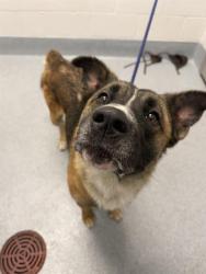 Shelter Stray Male Dog last seen Near, 2600 S Harding St, Indianapolis, IN 46221, USA