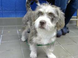 Shelter Stray Female Dog last seen Near BLOCK HUME AVE NE, 8920 Lomas Blvd NE, Albuquerque, NM 87112, USA