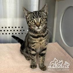 Shelter Stray Female Cat last seen IRVINE CENTER DR/ANTIVO, 92618, 6443 Oak Canyon, Irvine, CA 92618, USA