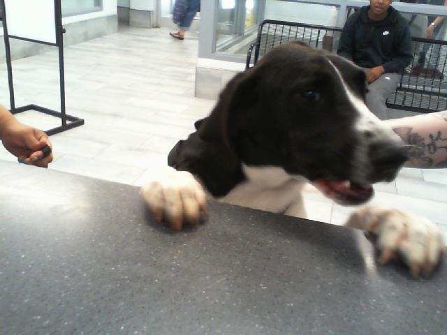 Shelter Stray Male Dog last seen CHARLOTTE, 8315 Byrum Dr, Charlotte, NC 28217, USA