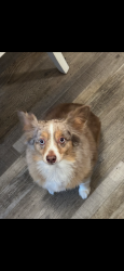 Reunited Female Dog last seen Near N Milner St, Tulare, CA 93274