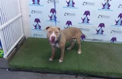 Shelter Stray Male Dog last seen , 2769 Conroy Rd, Orlando, FL 32839, USA