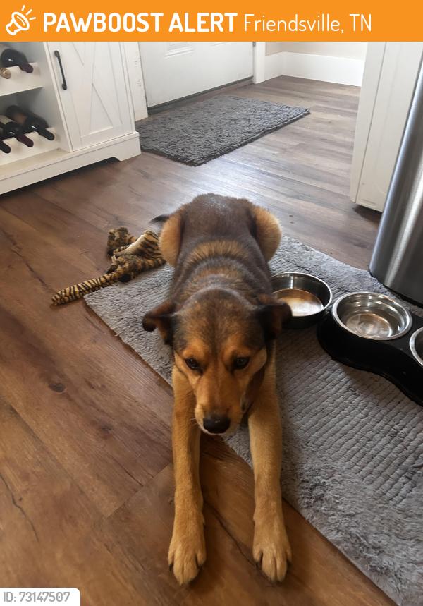 Found/Stray Male Dog last seen Morganton rd, Friendsville, TN 37737
