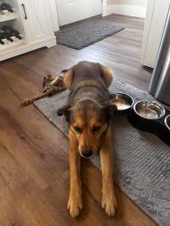 Found/Stray Male Dog last seen Morganton rd, Friendsville, TN 37737