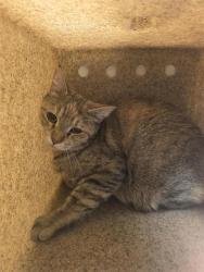 Shelter Stray Female Cat last seen Near BLOCK S 5630 W, WEST VALLEY CITY UT 84128, 4522 W 3500 S, West Valley City, UT 84120, USA