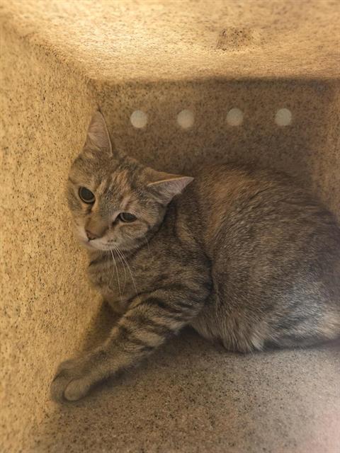 Shelter Stray Female Cat last seen Near BLOCK S 5630 W, WEST VALLEY CITY UT 84128, 4522 W 3500 S, West Valley City, UT 84120, USA