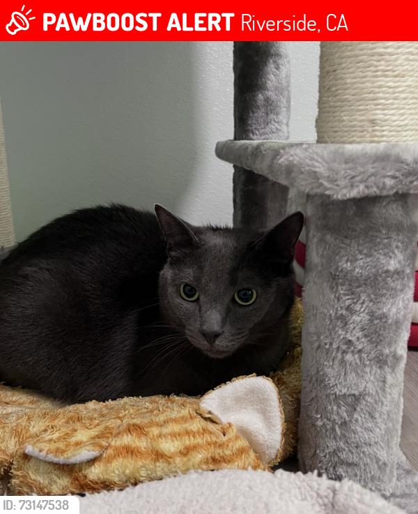 Lost Male Cat last seen Don Deer Park, Riverside, CA 92504