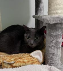 Lost Male Cat last seen Don Deer Park, Riverside, CA 92504