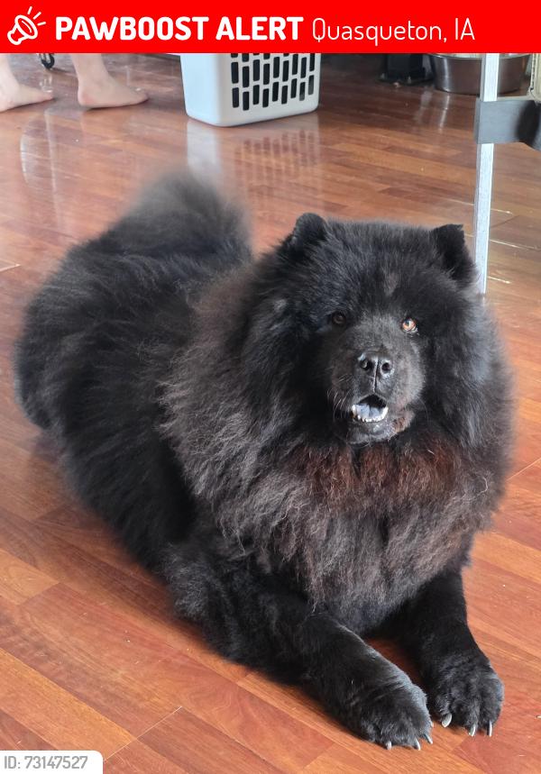 Lost Female Dog last seen Walnut st. And 7th st, Quasqueton, IA 52326