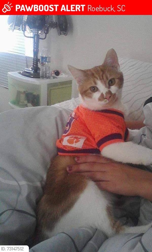 Lost Male Cat last seen Canaan Road, Roebuck, SC 29376