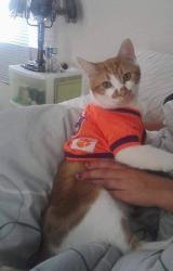 Lost Male Cat last seen Canaan Road, Roebuck, SC 29376