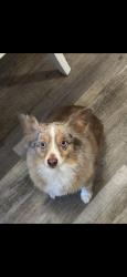 Lost Female Dog last seen Milner St., Tulare, CA 93274