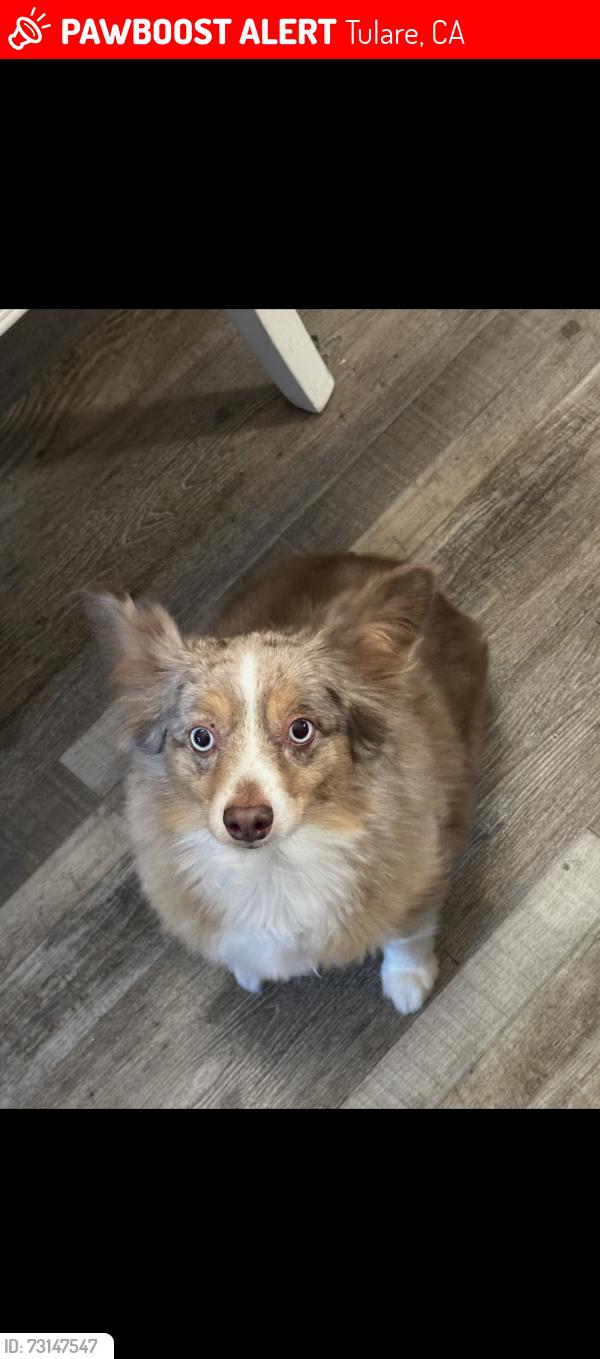 Lost Female Dog last seen Milner St., Tulare, CA 93274