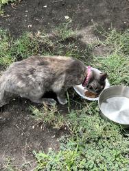 Found/Stray Unknown Cat last seen Daniel and Browning, Arlington, TX 76010